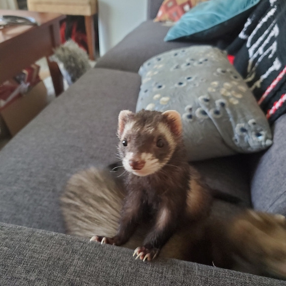 Meet your Posher, Deja - Picture 6 of 6